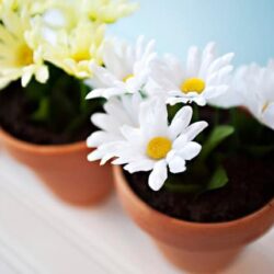 Bright white daisies in terracotta pots for spring decor or gardening.