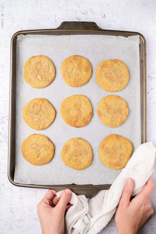 Butterscotch chip cookies fresh from the oven on a baking sheet.